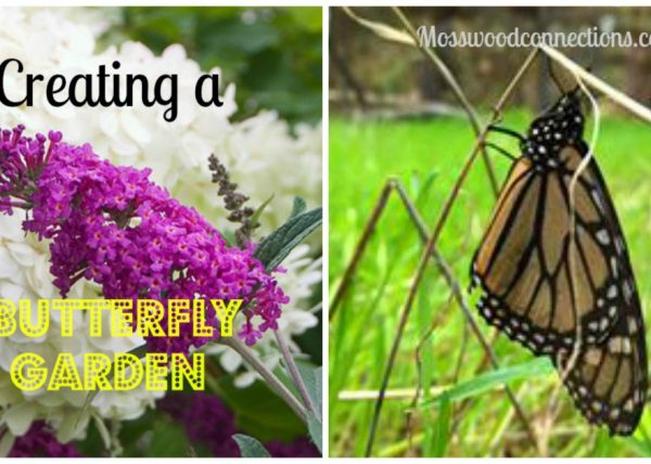 Creating a Butterfly Garden #mosswoodconnections #science #butterfly #studyuniy #education #homeschool