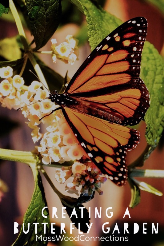 Creating a Butterfly Garden Creating a Butterfly Garden #mosswoodconnections #science #butterfly #studyuniy #education #homeschool